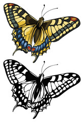 Vector illustration of butterfly Swallowtail (Papilio machaon)