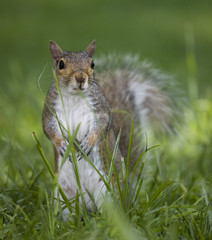 Hiding behind the grass