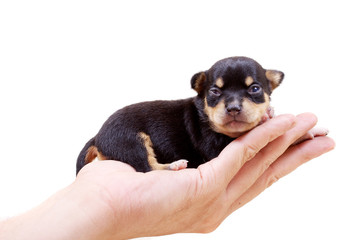 Chihuahua puppy  on white