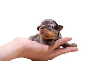 Chihuahua puppy  on white