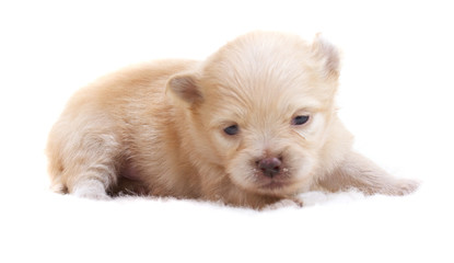 Chihuahua puppy  on white