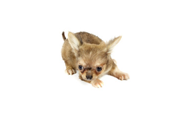 small chihuahua puppy