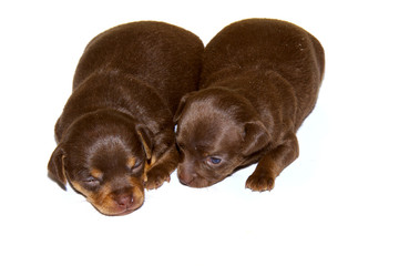 Obraz premium chihuahua puppy