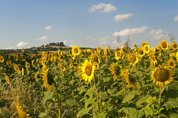 Marches (Italy) - Field of sunflowers near Jesi