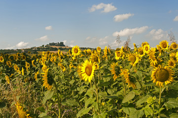 Obraz premium Marches (Italy) - Field of sunflowers near Jesi