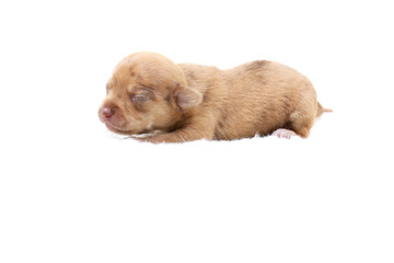 Chihuahua puppy  on white