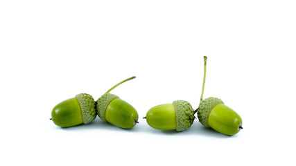Acorns