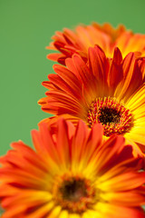 Bouquet of Orange Gerber Daisies