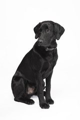 Black cute dog 2
