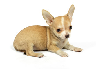 small chihuahua puppy