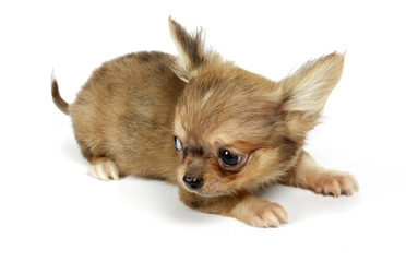 small chihuahua puppy