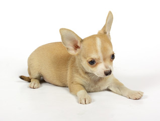 small chihuahua puppy