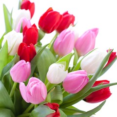 Red, pink and white tulips