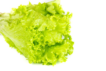 leaf fresh lettuce isolated