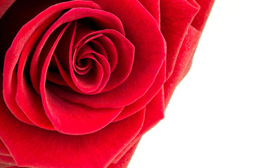 Beautiful red rose close up over white background