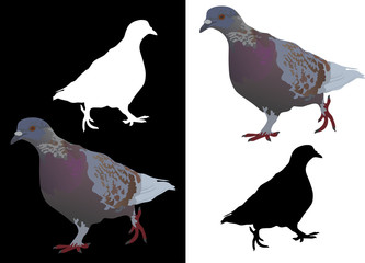 Gray pigeon