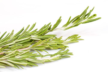 rosemary herb isolated on white