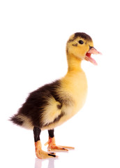 little  duckling isolated on white