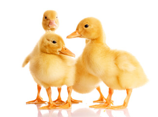 three ducklings isolated on white