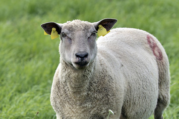 Fototapeta premium Mouton Vendéen