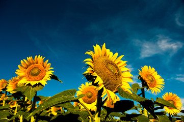 beautiful backlit sunflowers in the soft morning light