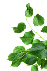 linden green leaves isolated on white