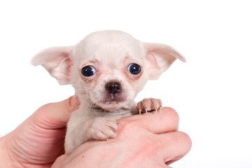 Naklejka premium chihuhua puppy on the white background