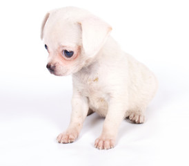 Obraz premium chihuhua puppy on the white background