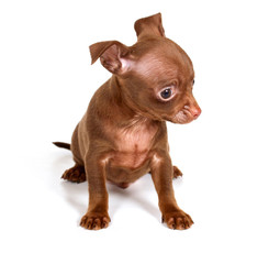 chihuhua puppy on the white background