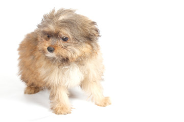 chihuhua puppy on the white background