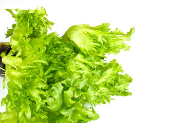 leaf fresh salad isolated