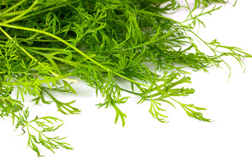 dill on white background