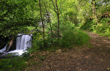 Cascada en el bosque de Muniellos.