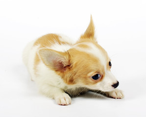 Obraz premium small chihuahua puppy