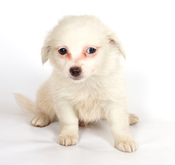 chihuhua puppy on the white background