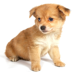 chihuhua puppy on the white background