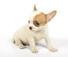 small chihuahua puppy