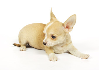 small chihuahua puppy