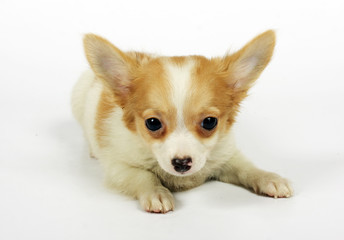 small chihuahua puppy