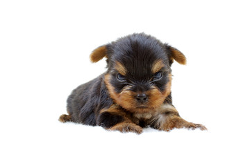 Puppy yorkshire terrier on the white background