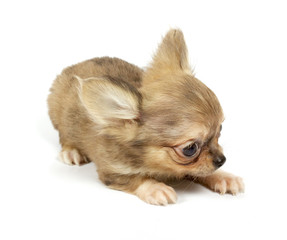 Fototapeta na wymiar small chihuahua puppy