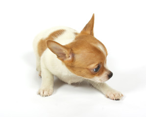 small chihuahua puppy