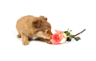 chihuahua puppy in studio