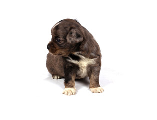 chihuahua puppy in studio