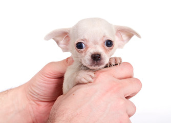 chihuhua puppy on the white background