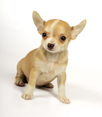 small chihuahua puppy