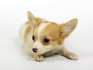 small chihuahua puppy