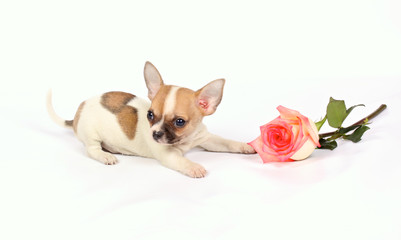 chihuahua puppy in studio