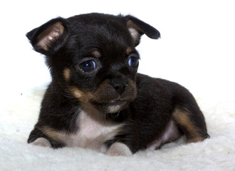 Chihuahua puppy