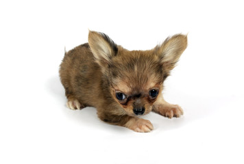 Obraz premium small chihuahua puppy